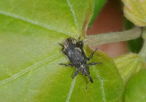 Curculionidae : quale Bradybatus sp.? Bradybatus kellneri